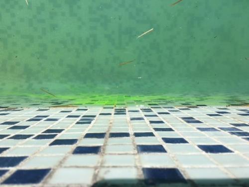 Recherche Fuite Piscine Fluoricine - Golfe Detection